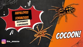 Hapalopus formosusHapalopus sp Colombia Gross accoppiamento e riproduzione [upl. by Eyr977]