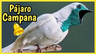 PAJARO CAMPANA 🔔 de Canto RARO y UNICO😱 ¡Sorprendente [upl. by Dnomsed781]