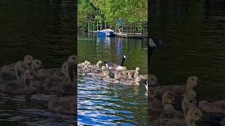 duck hainault forest lake boating rowing kids fun playtime ytshorts friends [upl. by Czarra]