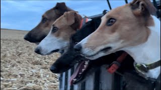 Coyote Hunting With Greyhounds in Iowa 5 Coyote day [upl. by Stanwin]