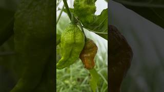 Ito Ang Mga Hot Peppers Ko jalapeño habanero ghost cayenne bananapepper redpepper [upl. by Sitnalta]