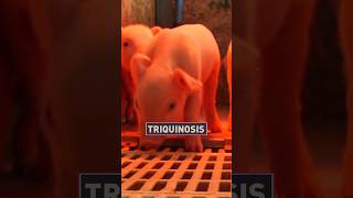 Triquinosis ¿Verdadero o falso Develando mitos 🐽 [upl. by Igig]