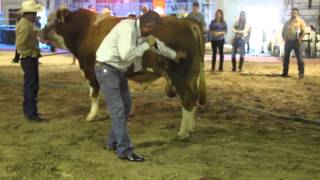 Explicación sobre Juzgamiento Simmental Fleckvieh 🤠🥇🐃 [upl. by Anekam495]