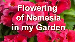 How to propagate a Nemesia plant Flowering of Nemesia Nemesia Care  Alexas Garden [upl. by Leahcimdivad]