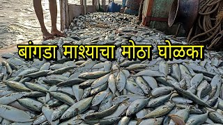 amazing mackerel Fishing jackpot बांगड्याची तुफान मासेमारी mumbai Indian fishing 🎣 [upl. by Wiedmann]