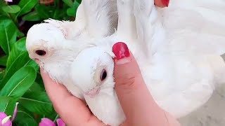 amazing fancy pigeon varieties Breeding indoor farm  fancy pigeon loft  fancy pigeon video [upl. by Tdnaltroc883]