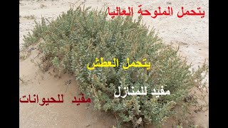 نبات الفوائد العظيمة لكل إنسان  الرغل  حلقة 370 [upl. by Lundgren]