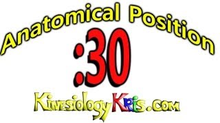 Anatomical Posistion → Anatomical Position Explained in 30 seconds  By Kinesiology Kris [upl. by Adlai]