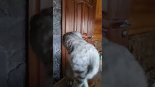 ну и шуточки😆 юмор cat котик кот котики животные horse live лето [upl. by Orvil]