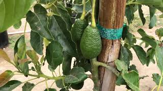 Visiting the Maddock Nursery Fallbrook Avocado tree grow fields Hit the Jackpot GEM update [upl. by Razec672]