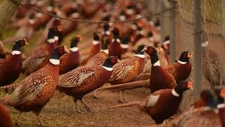 Hunting time Rounding up the birds at New York states last pheasant farm [upl. by Attehcram]