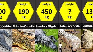 Size Comparison Crocodilians Crocodiles Alligators Caimans Gharial [upl. by Giovanna]