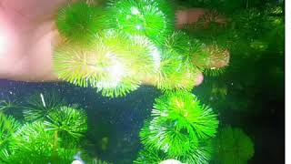 Cabomba Green Aquatic Plants  Strategies on how to grow more [upl. by Nnainot]