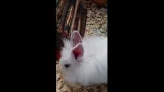 Rabbit cooing sounds illness [upl. by Chretien]