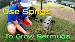 Growing Bermuda in Bare Spots with Sprigging  Not Overseeding [upl. by Aiyram]