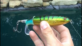 Fishing with a MUSKY LURE For LARGE MOUTH BASS [upl. by Lodi]