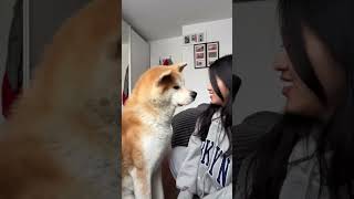 Giving My Grumpy Dog A Lot Of Kisses And Getting The Sweetest Respond ❤️  dog akitainu [upl. by Heyes]