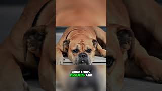 The Truth About Brachycephalic Dogs [upl. by Fidelas]