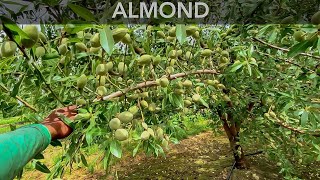 Ya conoces los árboles de Almendras Así es como luce con mucha fruta🤩😱 AMAZING ALMOND TREES [upl. by Erodaeht246]