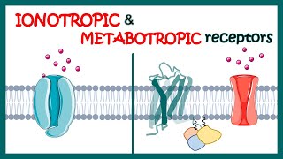 Ionotropic and Metabotropic receptors  Ionotropic receptors  Metabotropic receptors [upl. by Ititrefen81]