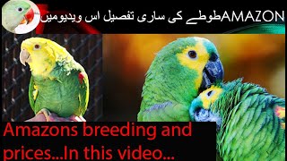 Amazon Parrots full information Breeding Prices Talking Talking parrotin UrduHindi [upl. by Ena]