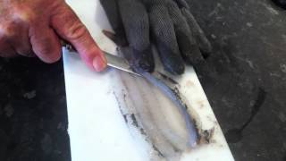 How to fillet Garfish [upl. by Blasien336]