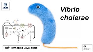 Aula Vibrio cholerae  UFRJ Macaé [upl. by Giulio]