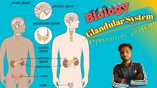 Biology  Human Glandular System Full Explanation in Nepali जिव विज्ञान  मानव ग्रन्थी प्रणाली [upl. by Nylirak]