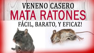 VENENO CASERO PARA MATAR RATONES ¡¡NO QUEDA UNO VIVO [upl. by Arbba]