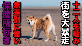 【四国犬脱走事件】子供12人を噛み倒しながら街を大暴走して保健所に送られた犬がヤバい [upl. by Ignaz]