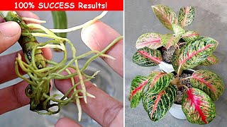 3 EASIEST Ways To Propagate Aglaonema Plant [upl. by Lena]