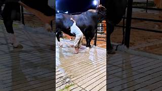 Holstein Friesian bull getting his coat brushed at Brownies Ranch [upl. by Cummine]