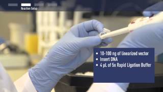 How to achieve fast and efficient ligation [upl. by Airtemad]