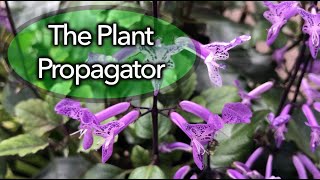 Propagation of Plectranthus using cuttings [upl. by Tenaj]