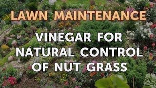 Vinegar for Natural Control of Nut Grass [upl. by Rawdin686]