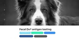 Fecal Dx® antigen testing [upl. by Araldo]