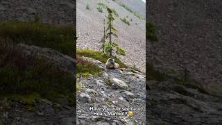 Fluffy Marmot is living a lavish lifestyle 🥺😍 nature [upl. by Irek]