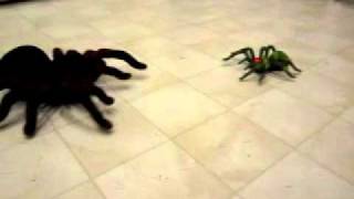 Animal Planet RC Tarantula [upl. by Swayne]