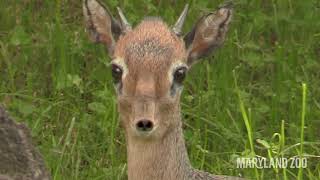 Zoo To You Episode 50 Tiny Antelope Remarkable Nose [upl. by Eanerb734]