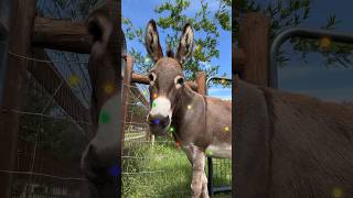 Merry Christmas from Dominic the Donkey and his friends saylorandcricket farmanimals pugpuppy [upl. by Enelaj]