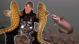 ICE FISHING for Burbot Eelpout  Underwater Footage  Locations Tips amp Tricks [upl. by Terrab54]