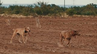 Decoy Dogging Coyotes Like You Have Never Seen [upl. by Haase887]