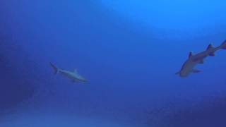 Sharks at Molokini [upl. by Yehus426]