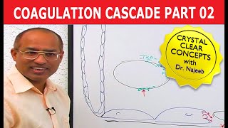 Coagulation Cascade  Part 212 [upl. by Sisile]