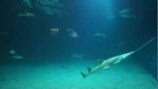 TIERWELT Haie Rochen und Mondfische im Oceanogràfic Valencia 4 [upl. by Nutter]