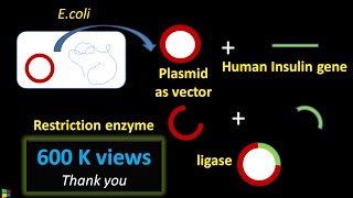 Steps in Recombinant DNA Technology or rDNA technology  Biotechnology [upl. by Lucho729]