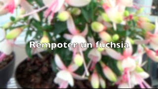 ✿ Comment rempoter un fuchsia [upl. by Dorcy]