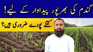 What should be Wheat Plant Population Per Acre for Optimum Yield  Bilal Kanju Official [upl. by Roinuj]