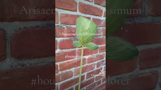 Arisaema candidissimum [upl. by Umeko]