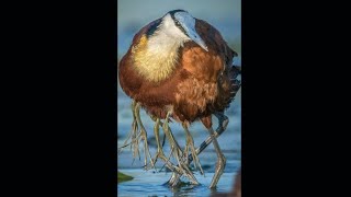 Chim Jacana Bird Điểm kỳ lạ của loài chim này capcut [upl. by Yrelle]